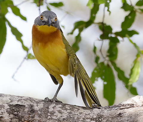 Grey-headed Bush Shrike